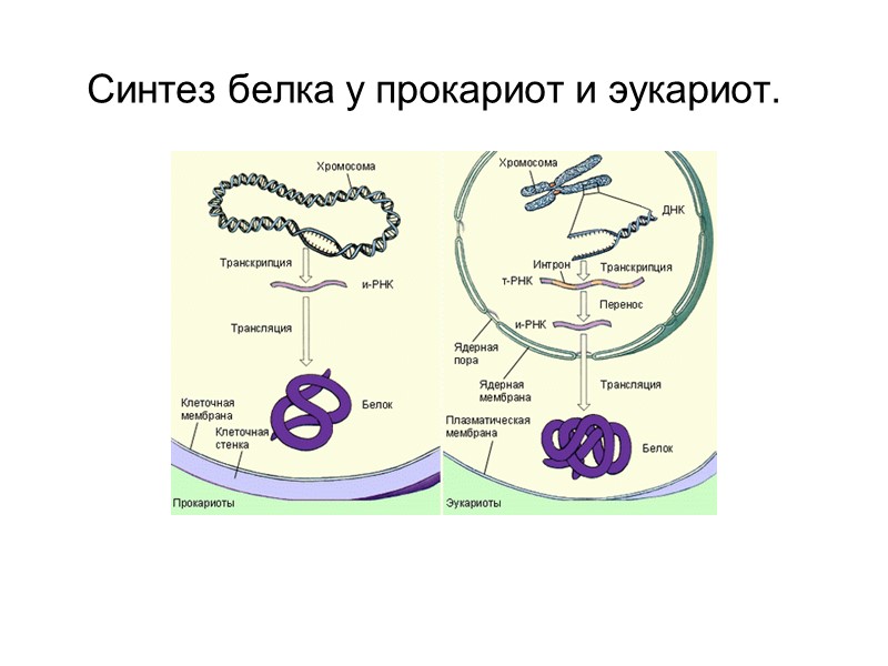 Синтез белка у прокариот и эукариот.